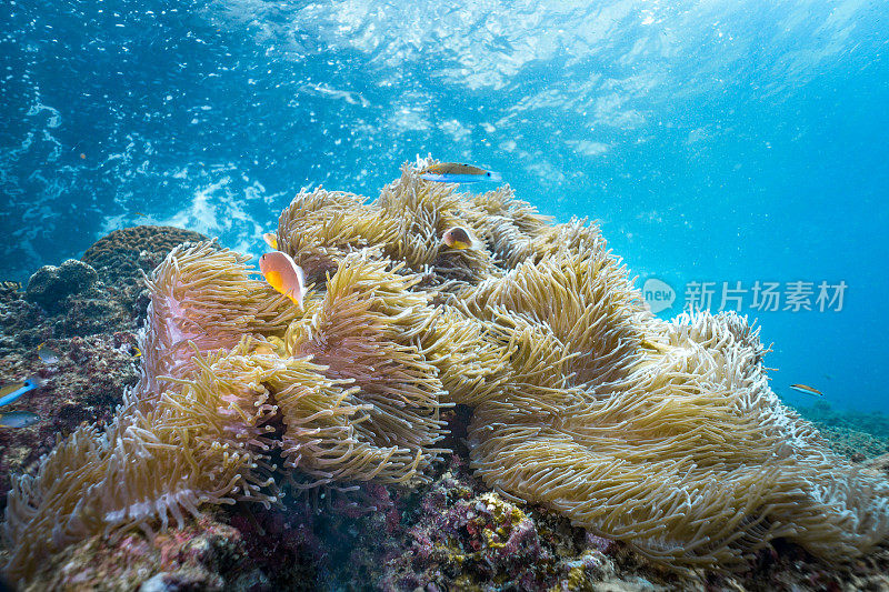 海底臭鼬海葵鱼(Amphiprion ephippium)华丽海葵珊瑚中的小丑鱼